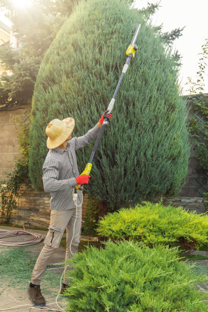 Best Hedge Trimming  in Gardner, MA